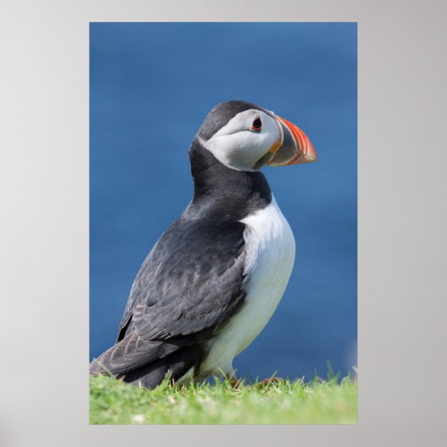 Atlantic Puffin (Fratercula Arctica) vid Cliff Poster (Framsidan)