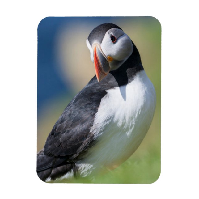 Atlantic Puffin (Fratercula Arctica) vid klipp 2 Magnet (Vertikal)