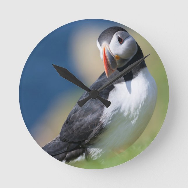 Atlantic Puffin (Fratercula Arctica) vid klipp 2 Rund Klocka (Framsida)