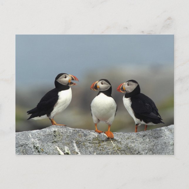 Atlantic Puffin Group Vykort (Framsida)