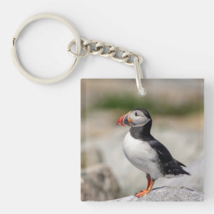 Atlantic Puffin i Machias, Maine