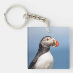 Atlantic Puffin i Machias, Maine