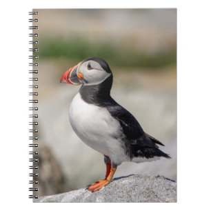 Atlantic Puffin i Machias, Maine Anteckningsbok