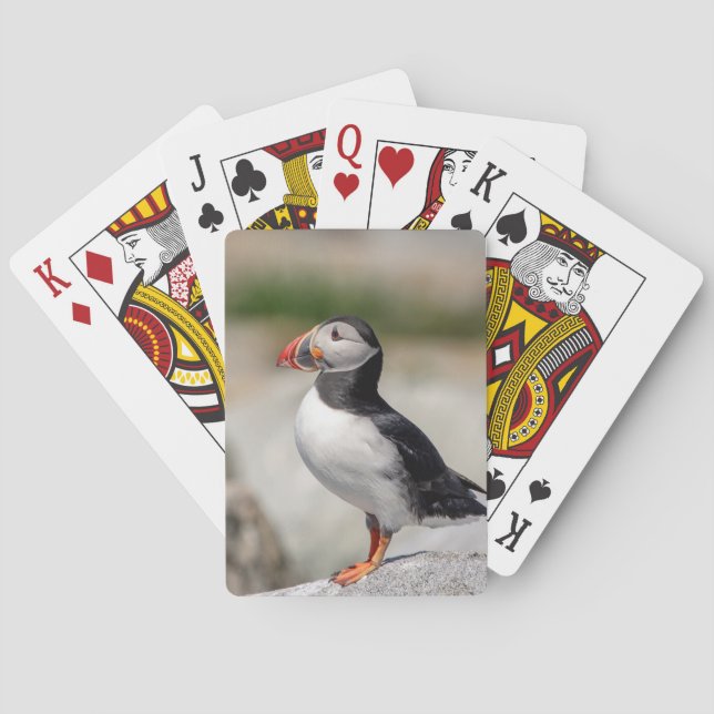 Atlantic Puffin i Machias, Maine Casinokort (Baksidan)