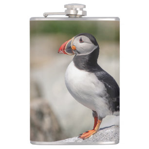 Atlantic Puffin i Machias, Maine Fickplunta