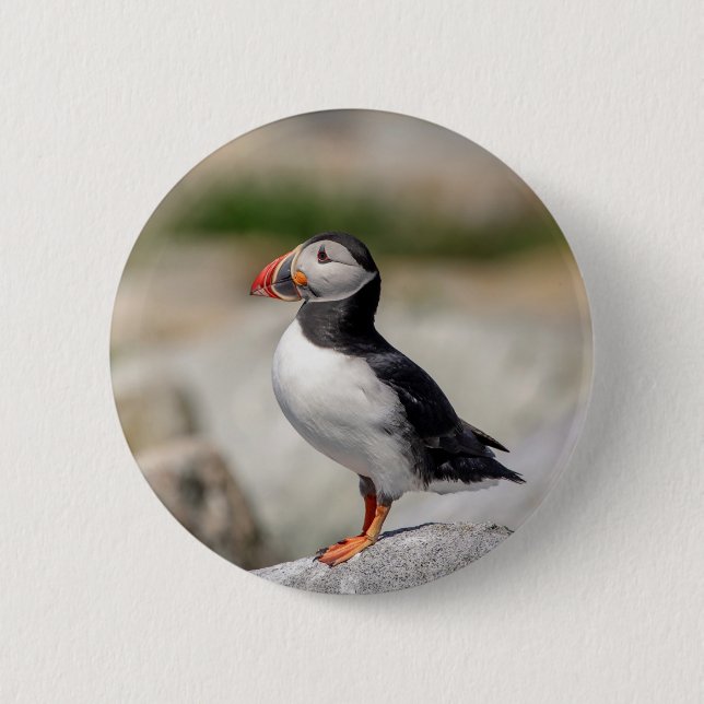 Atlantic Puffin i Machias, Maine Knapp (Framsida)