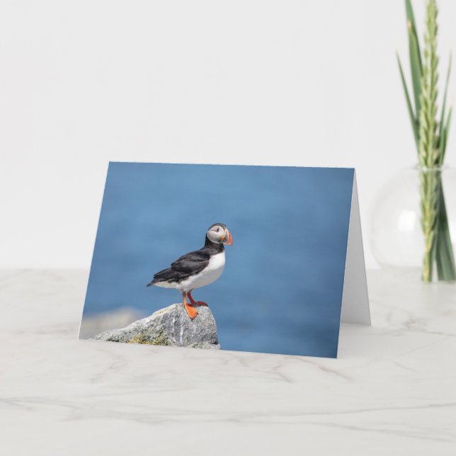 Atlantic Puffin i Machias, Maine Kort (Framsida)