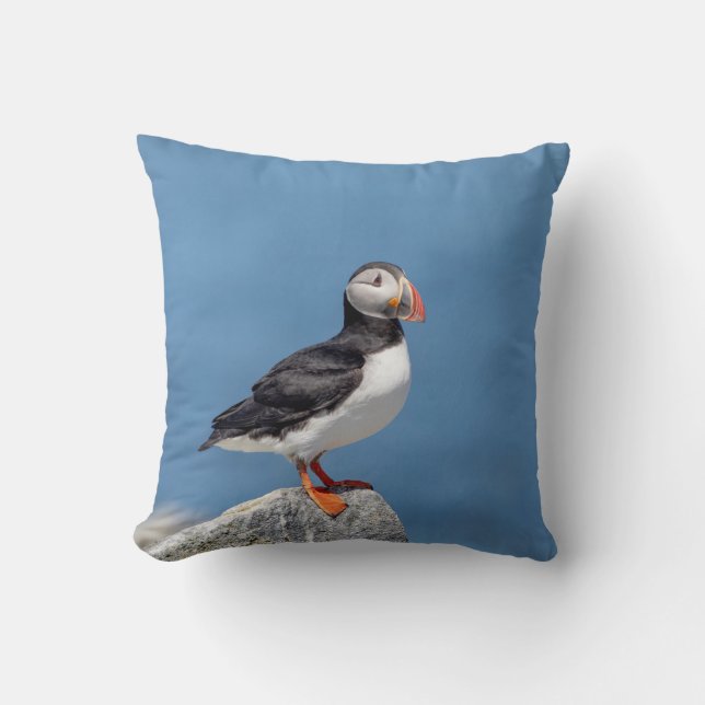 Atlantic Puffin i Machias, Maine Kudde (Framsida)