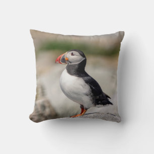 Atlantic Puffin i Machias, Maine Kudde