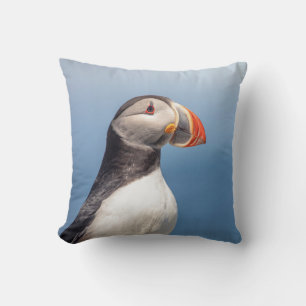 Atlantic Puffin i Machias, Maine Kudde
