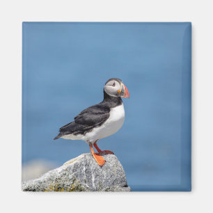 Atlantic Puffin i Machias, Maine Magnet