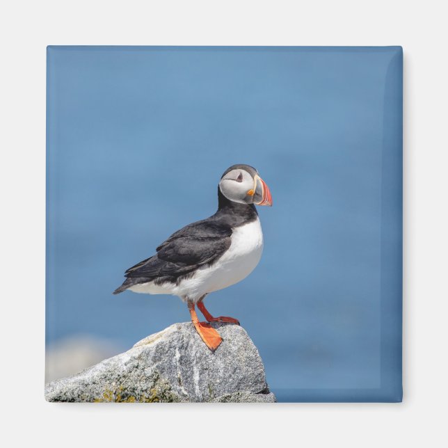 Atlantic Puffin i Machias, Maine Magnet (Framsidan)