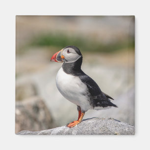 Atlantic Puffin i Machias, Maine Magnet