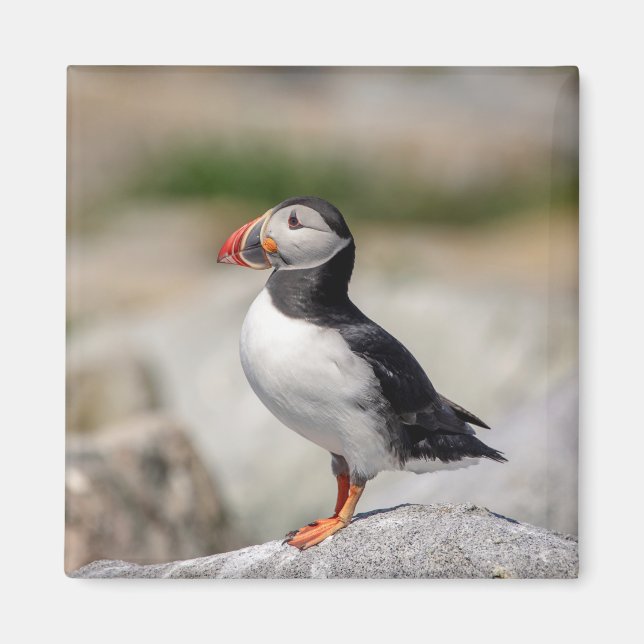 Atlantic Puffin i Machias, Maine Magnet (Framsidan)