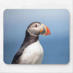 Atlantic Puffin i Machias, Maine Musmatta