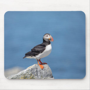 Atlantic Puffin i Machias, Maine Musmatta
