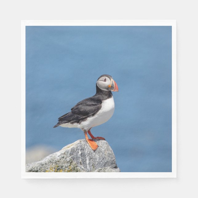 Atlantic Puffin i Machias, Maine Pappersservett (Framsidan)