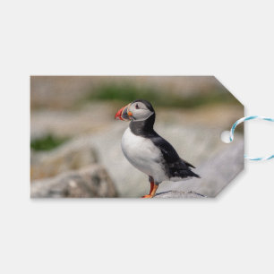 Atlantic Puffin i Machias, Maine Presentetikett
