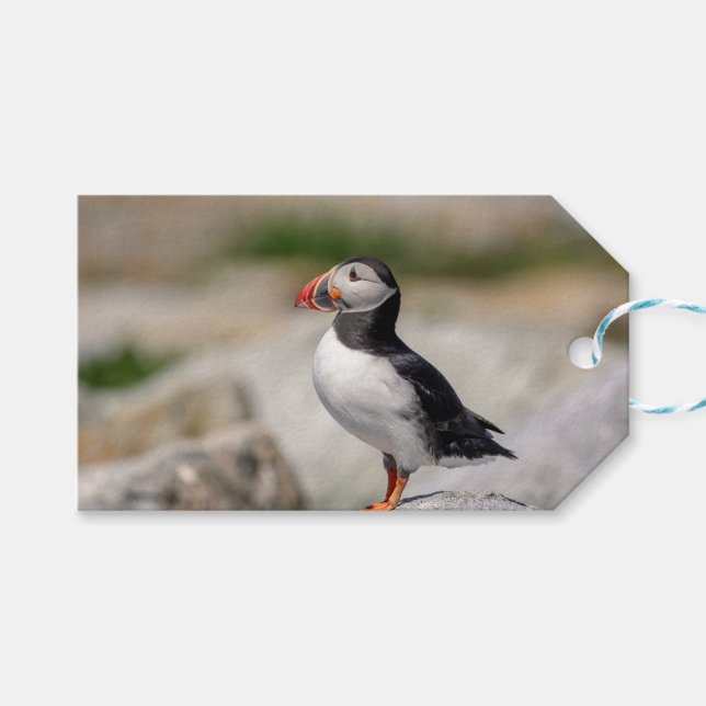 Atlantic Puffin i Machias, Maine Presentetikett (Framsidan (Horisontell))