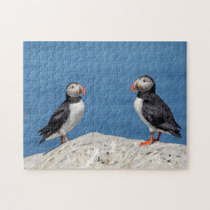 Atlantic Puffin i Machias, Maine Pussel