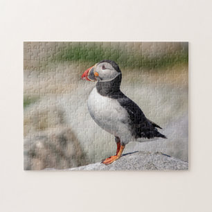 Atlantic Puffin i Machias, Maine Pussel