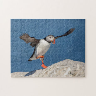 Atlantic Puffin i Machias, Maine Pussel