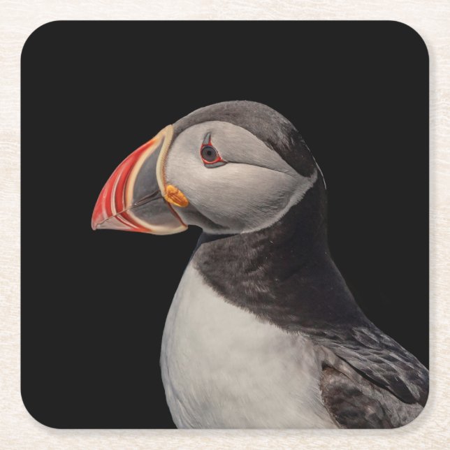 Atlantic Puffin i Machias, Maine Underlägg Papper Kvadrat (Framsidan)