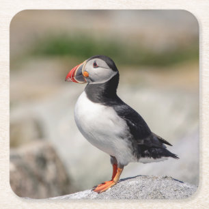 Atlantic Puffin i Machias, Maine Underlägg Papper Kvadrat