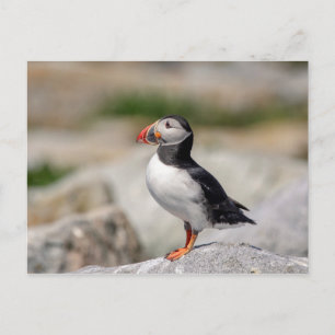 Atlantic Puffin i Machias, Maine Vykort