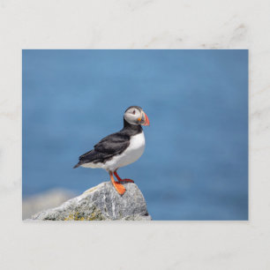 Atlantic Puffin i Machias, Maine Vykort