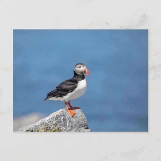Atlantic Puffin i Machias, Maine Vykort (Framsida)