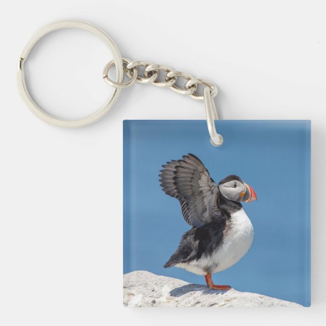 Atlantic Puffin i Machias, ME (Framsidan)