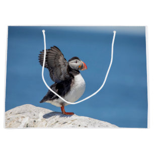 Atlantic Puffin i Machias, ME