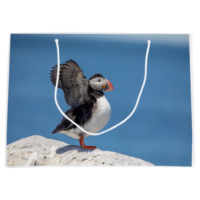 Atlantic Puffin i Machias, ME (Framsidan)
