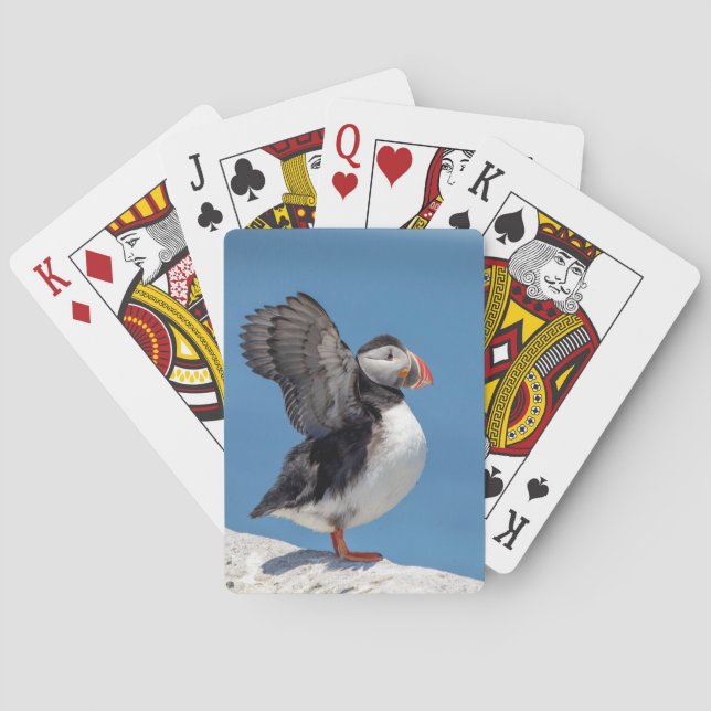 Atlantic Puffin i Machias, ME Casinokort (Baksidan)