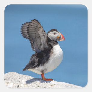 Atlantic Puffin i Machias, ME Fyrkantigt Klistermärke