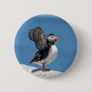 Atlantic Puffin i Machias, ME Knapp