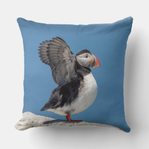 Atlantic Puffin i Machias, ME Kudde