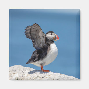 Atlantic Puffin i Machias, ME Magnet