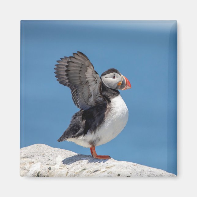 Atlantic Puffin i Machias, ME Magnet (Framsidan)