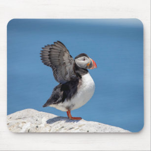 Atlantic Puffin i Machias, ME Musmatta
