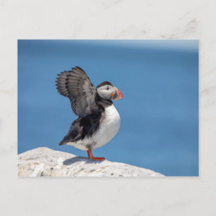 Atlantic Puffin i Machias, ME Vykort