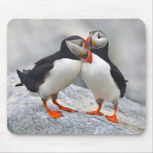 Atlantic Puffin Kärlek Musmatta