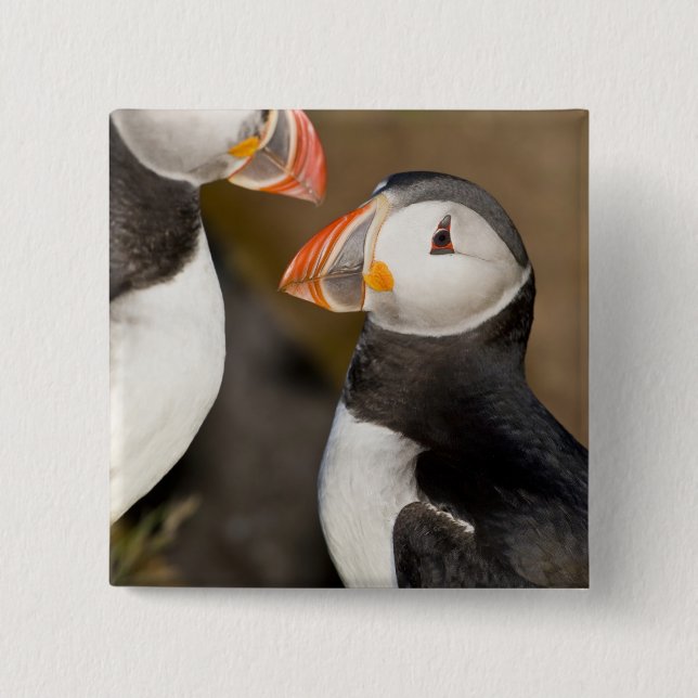 Atlantic Puffin Knapp (Framsida)