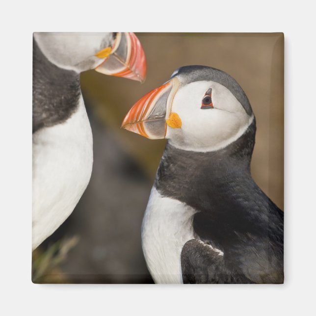 Atlantic Puffin Magnet (Framsidan)
