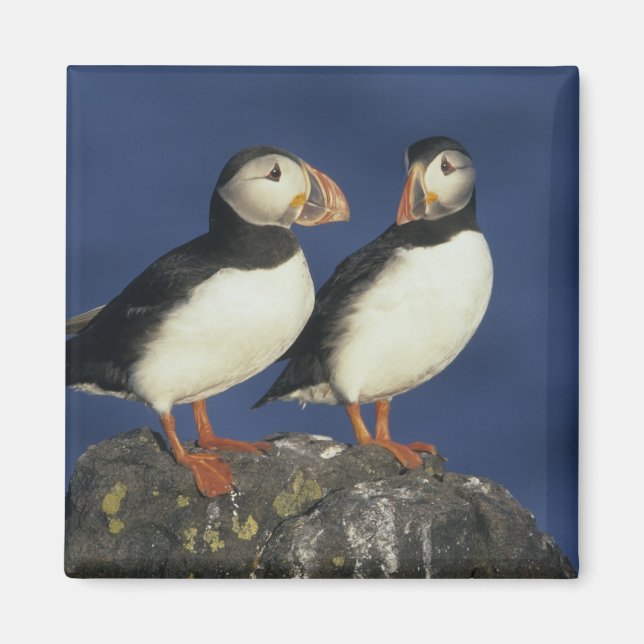 Atlantic Puffin Magnet (Framsidan)
