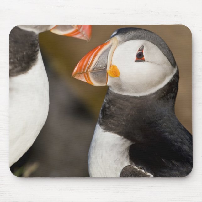 Atlantic Puffin Musmatta (Framsidan)