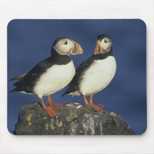 Atlantic Puffin Musmatta (Framsidan)