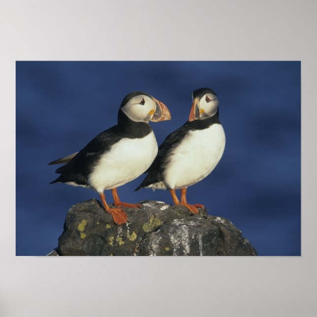 Atlantic Puffin Poster (Framsidan)