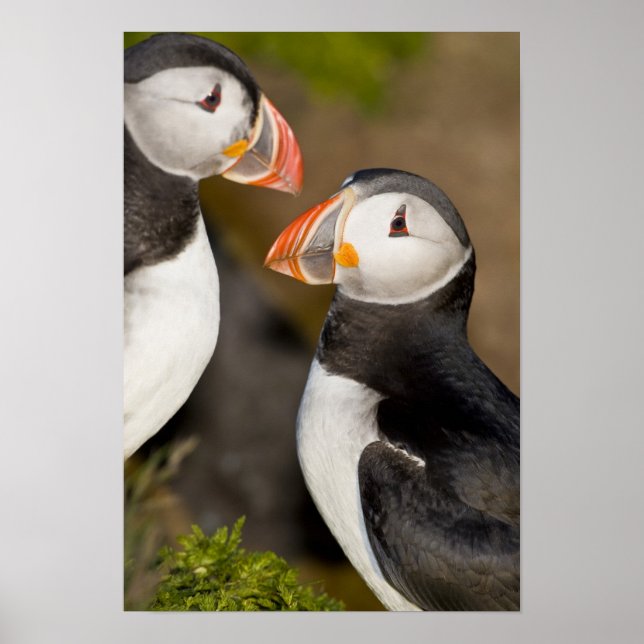 Atlantic Puffin Poster (Framsidan)
